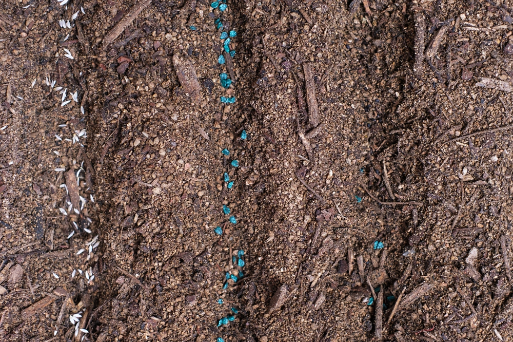 Rówki wypełnione ziemią ogrodową z rozsypanymi granulkami nawozu i nasionami gotowe pod siew