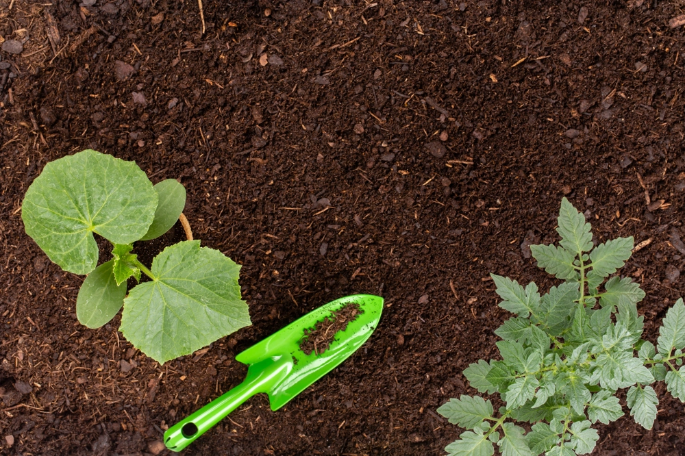 Zielona łopatka obok młodych sadzonek na żyznej ziemi ogrodowej